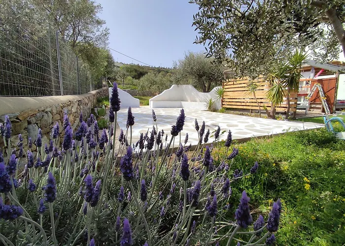 Il Canto Delle Cicale